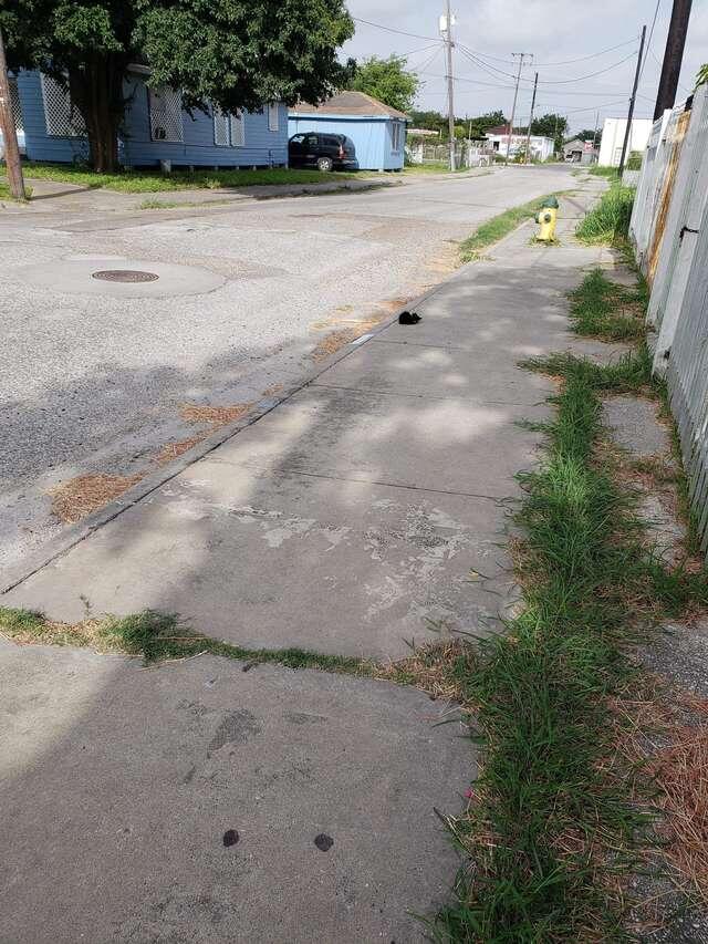 фото: .thedodo.com