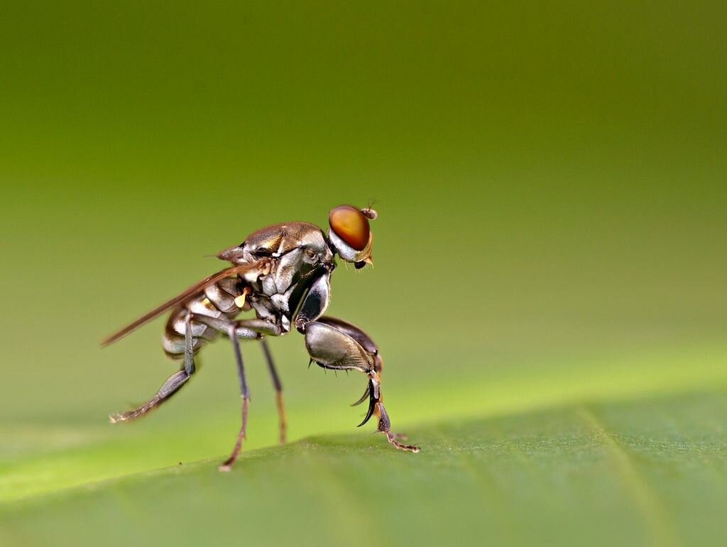 Охтера и руки-базуки