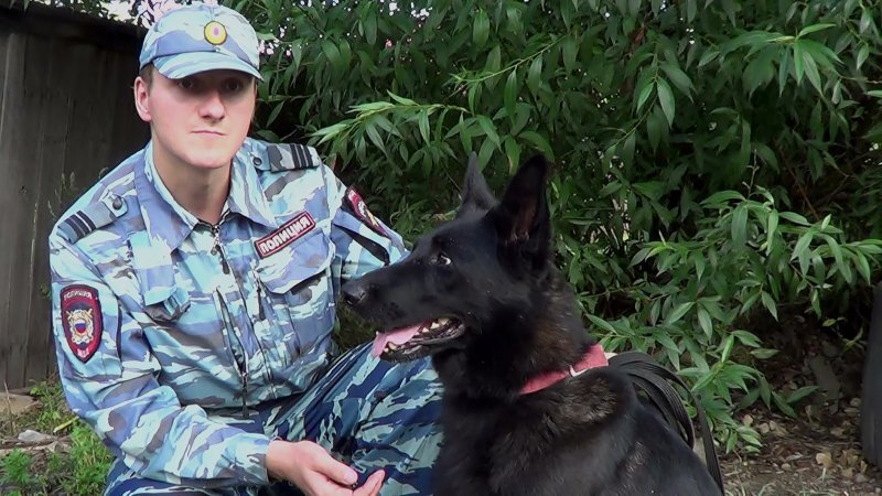 При обследовании близлежащей территории она обнаружила в кустах спрятанные похищенные аудиоколонки. Это помогло установить, в каком направлении скрылись похитители. Впоследствии сотрудники уголовного розыска по горячим следам задержали по подозрению в краже трех местных жителей, двое из которых не достигли совершеннолетия, сообщает пресс-служба ГУ МВД России по Иркутской области.