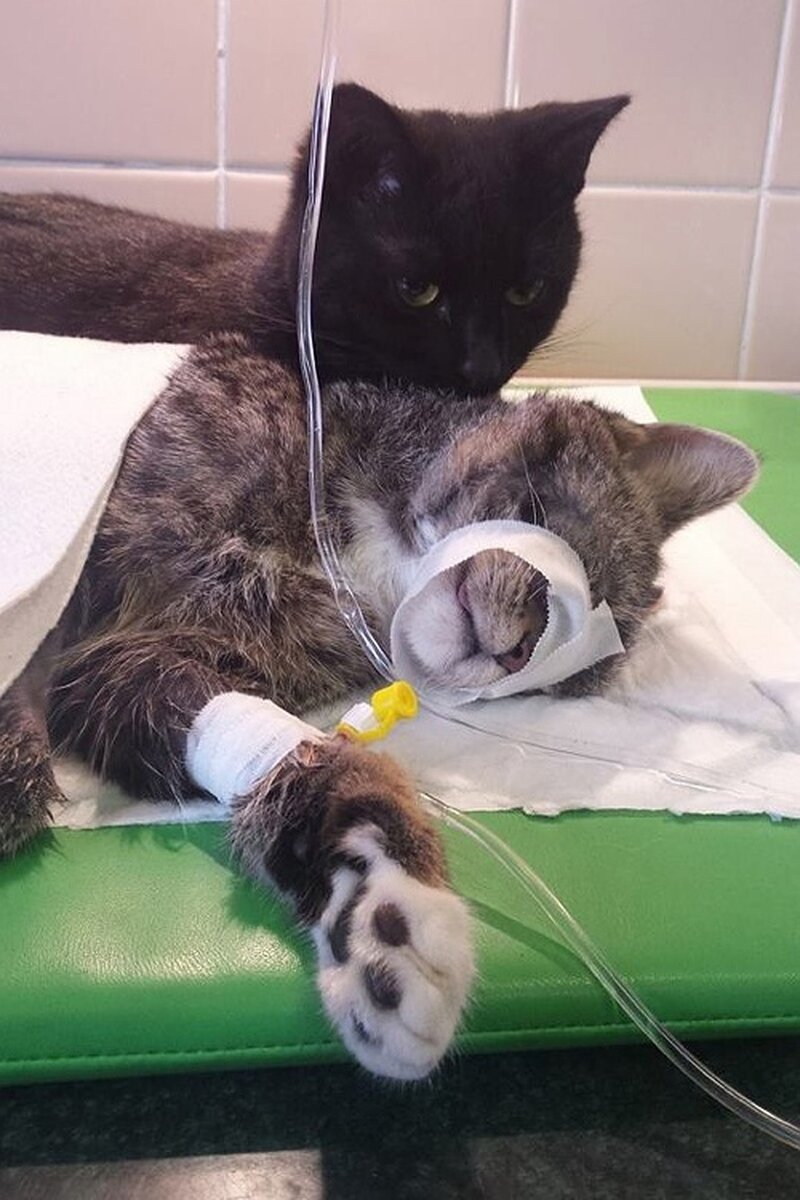 Котик болеет картинки