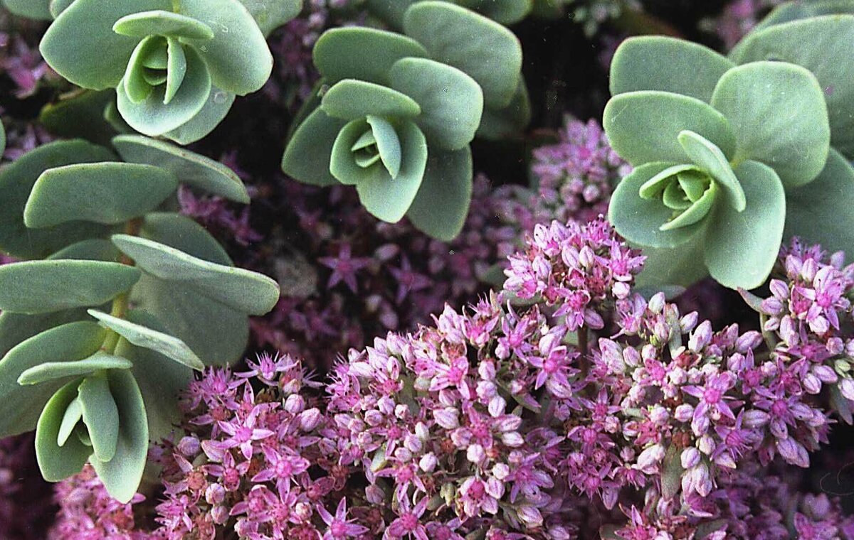 Очиток Вайнберга (Sedum weinbergii