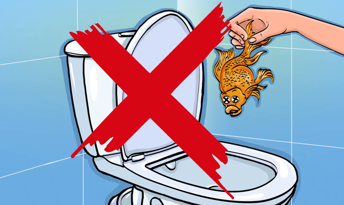 Почему нельзя смывать в унитаз. Запрещено выбрасывать в унитаз. Запрещается выбрасывать в канализацию.