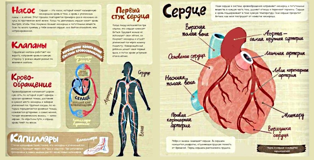Люблю понятные детские форматы анатомии в энциклопедиях типа такой.