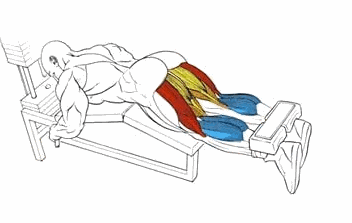 Вдохните, задержите дыхание и, не отрывая передние бедра от скамьи, мощно подтяните валики к ягодицам. 
Выдохните, когда пройдете самую сложную точку амплитуды. 
Задержитесь на 1-2 счета в верхней позиции, удерживая пиковое сокращение. 
Медленно и подконтрольно на вдохе опустите ноги вниз до исходного положения. Повторите заданное количество раз. 
