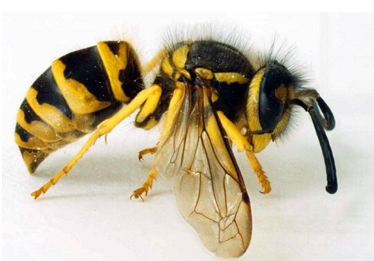 На фото оса