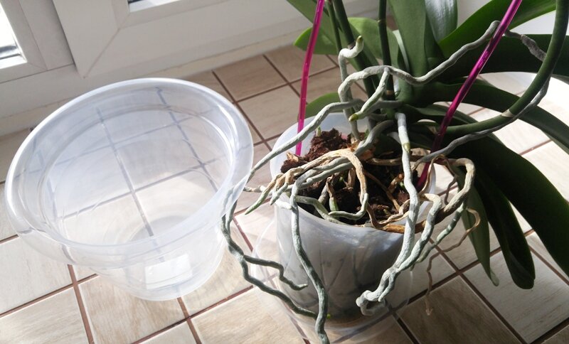 Как пересадить орхидею в другой горшок пошагово с фото домашних условиях