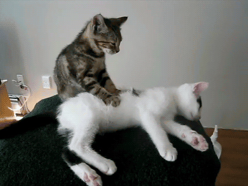 Кот массажист