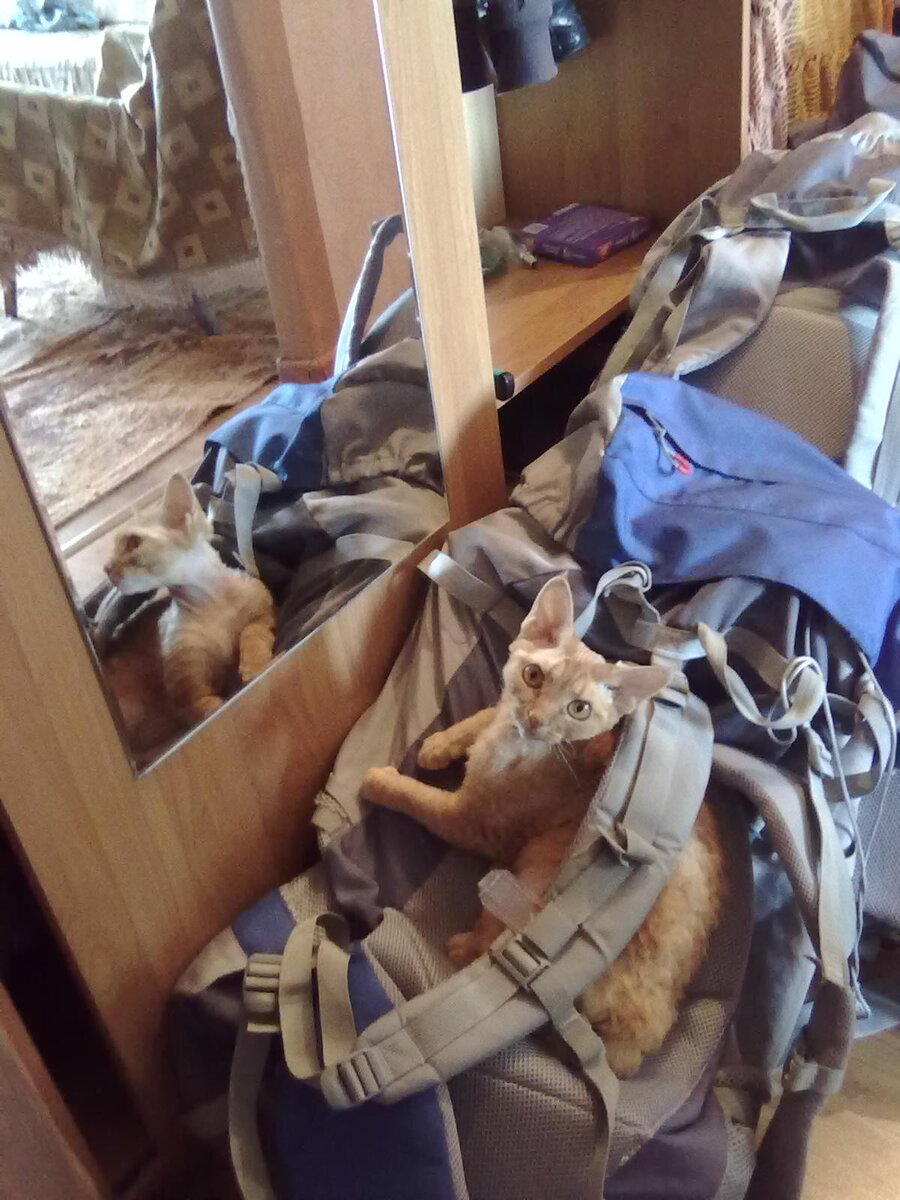 Какие запахи: немного костром, свежим воздухом, снегом, горами! И так увлёкся, что не заметил, как  меня фотографировать стали. Ну, меня долго уговаривать не надо: позировать  люблю, что и говорить. Наткнулся на своё отражение в зеркале, принял соответствующую позу. Наверное, я фотогиеничный, или как его там. Хозяйка словно мои мысли прочла и засюсюкала: « Пусик такой фотогеничный!». Так бы сразу и сказала, а то вводит в заблуждение порядочных котов!     Ну, я ещё на рюкзачках повалялся, свою фантазию подстегнул: представил, как на этом рюкзаке по горам гуляю! Да-с, именно гуляю — ведь порядочные коты именно гуляют! Для полноты чувств даже несколько поз принял, перед зеркалом, конечно, на рюкзаке — слева и справа, даже внизу смог зацепиться. По-моему, хорош! Особенно справа! Улыбочка - «голливудская»: это Она так сказала. Тоже мне, голливудская! Странный народ эти люди! Это - «улыбка чеширского кота»! Всё-таки по-котовски будет.  Моей идиллии помешали. К Хозяину пришли Хозяева рюкзаков, увидели меня — и забросали комплиментами. Я, оказывается, Котэ-альпинист! Многое в таком же роде  услышал в свою честь, а гости стали меня по рукам таскать да гладить, приговаривая: «Какой славный котяра этот Гордон!» О! Я пошёл по рукам!!! Правда, слышал или в инете видел, что как бы это не очень хорошо, но это про девочек, которые у мальчиков на руках сидят. А Гордон — кошачий мальчик в великолепной шубке, его гладить приятно.  Само собой, моя душа возликовала! Но тут  - так некстати, моветон-с — Хозяин показал фото с моим выступлением, и они сразу переключились на снимки. А  про меня, героя фотосессии, забыли!!!    От обиды  умчался прочь. А ещё альпинистами зовутся -  ни капли благородства!    О, вот кто меня утешит — Нюся! Боевой товарищ! Стал ей по порядку всё выкладывать, Нюська мне так в ответ: «Мур-р-р, мур-р-р, мур-рр!»  Я , в порыве вдохновения, даже оду себе, любимому, создал! Думал, что Нюсинда меня поощряет, а она — даже стыдно сказать — это она так захрапела смачно:«Муррр-хр-р, муррр-хр-р,  муррр-хр-р!»  О, мама моя - девонширская кошка! С меня вдохновение как ветром (храпом!храпом!) сдуло. Ода упорхнула вместе с музой!  А Нюсенька, Нюсенька  -  даже не проснулась! Храпеть только потише стала. Сдаётся мне, что она и раньше так делала, когда мои вирши слушала. Притворялась...  ...  «О женщины! Коварство вам имя!» 