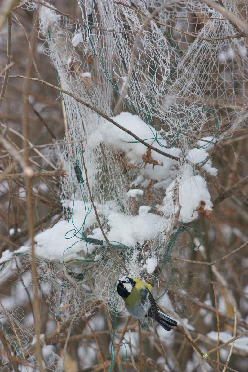Большая синица, запутавшаяся в рыболовной сети