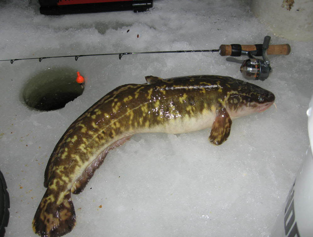 Тонкохвостый налим. Налим балтийский. Рыба налим байкальский. Налим сибирский. Тонкохвостый налим.