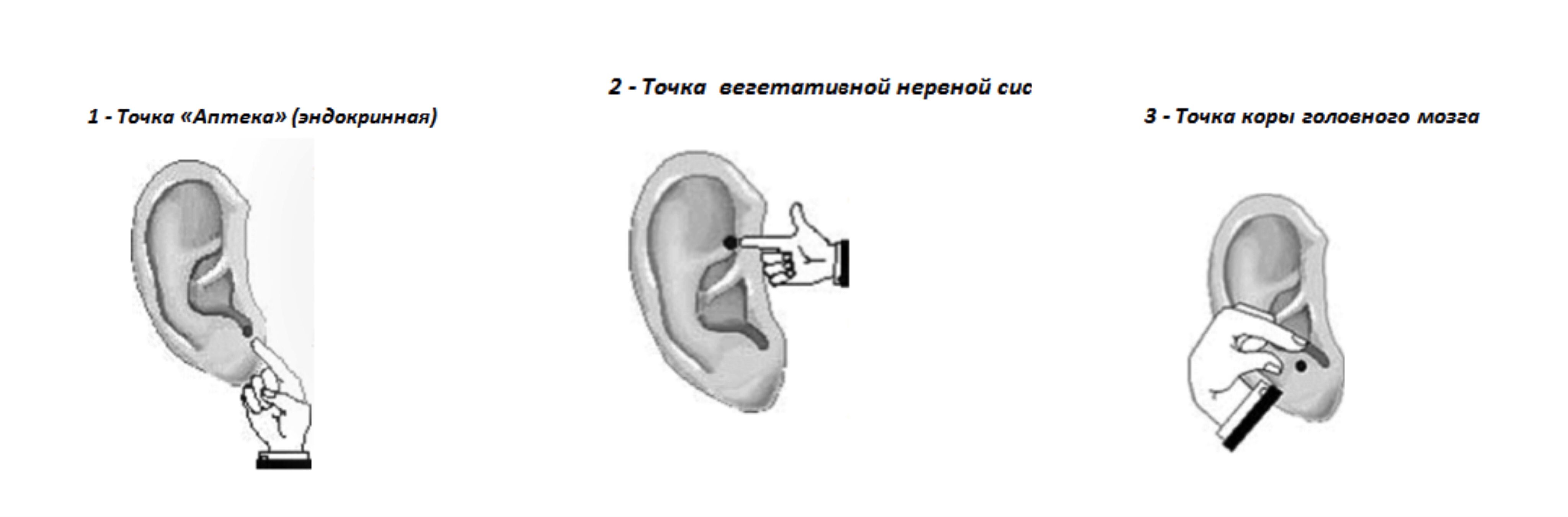 Массаж ушей для улучшения мозгового кровообращения
