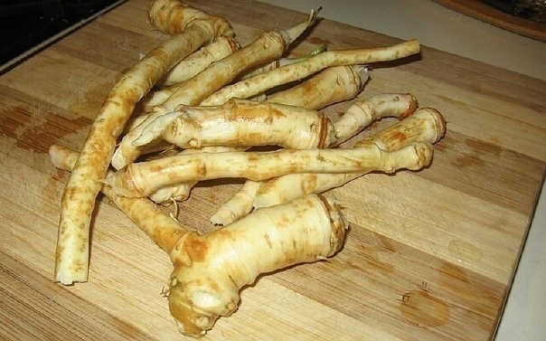 Клубеньки на корнях гороха. Хрен. Какой корень у сахара. Корень однокоренные слова. Какой корень у сахара.