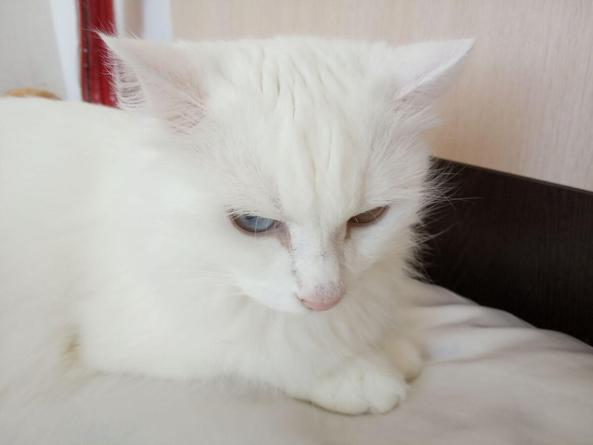 Наша глухая разноглазая кошка. Сибирская что ли порода называется. 