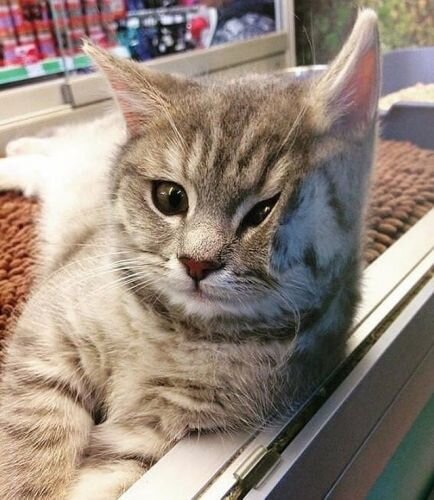 Кот, устало прислонившийся мордочкой к стеклу, превратился в популярный мем  о грусти | О кошках и не только | Дзен
