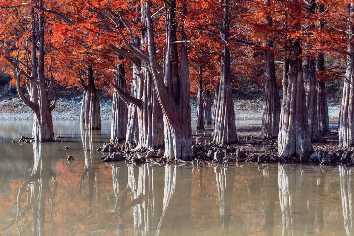 Вид болотного кипариса осенью. Мы можем потерять уникальные деревья.