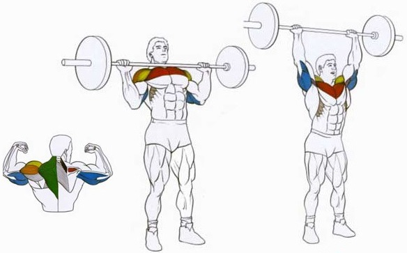 Армейский жим: техника, работающие мышцы