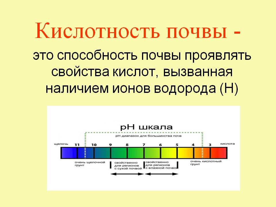 Как в домашних условиях определить кислотность почвы