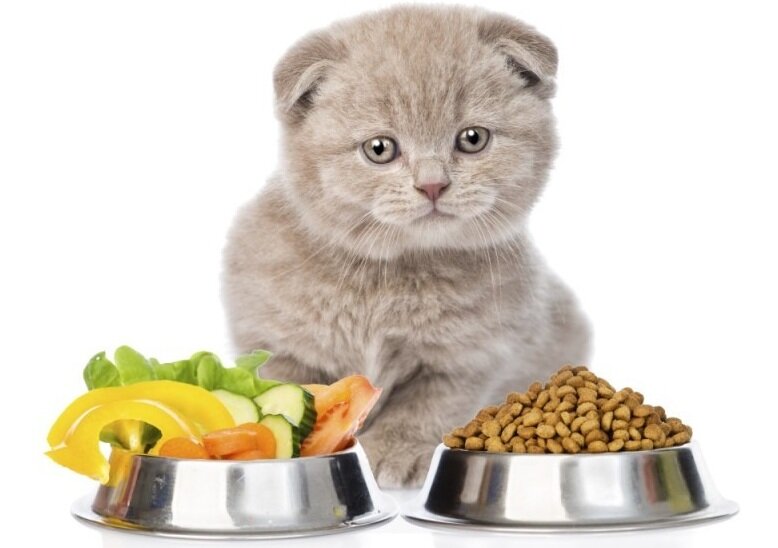  При кормлении кошки, собаки одним типом кормления (готовые корма или натуральная пища), желудок животного привыкает к этому виду корма.-2