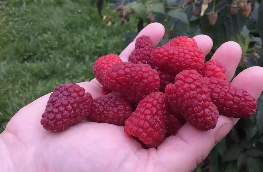 Осеннее сокровище малина