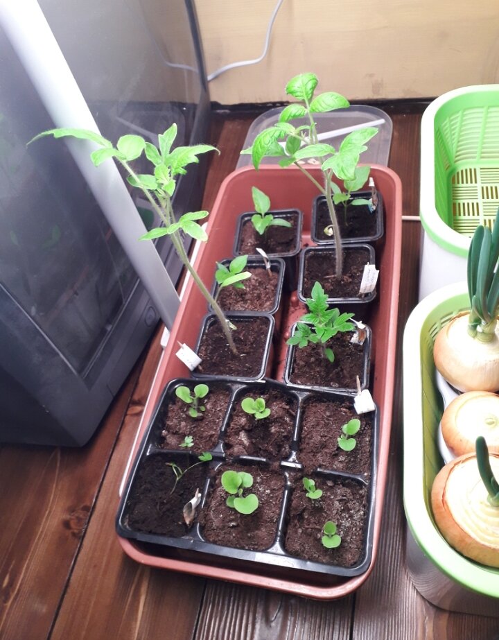 Вот так выглядит моя зимняя рассада сейчас- ей 55 дней. Снизу петуния, потом низкорослый черри, 2 среднерослых скороспелых томата, 3 перца.