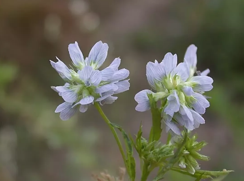 Пажитник голубой. Пажитник голубой растение. Пажитник донник. Trigonella caerulea.