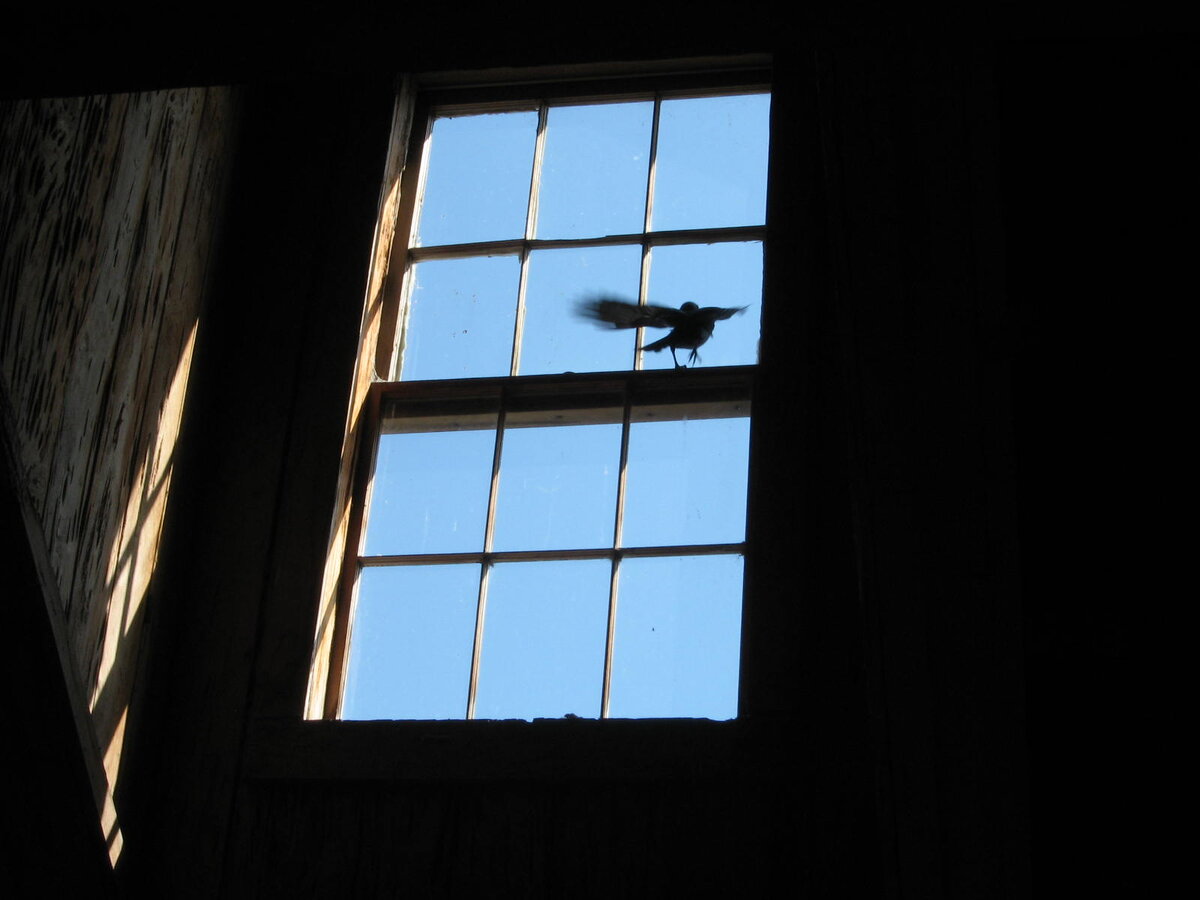 Птицы ударились в окно дома. Птицы на окна. Птицы за окном. Небо из окна. Птицы улетают окно.