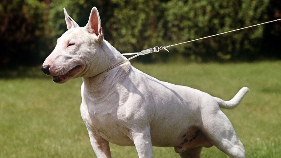 Миф о сложном уходе за бультерьером