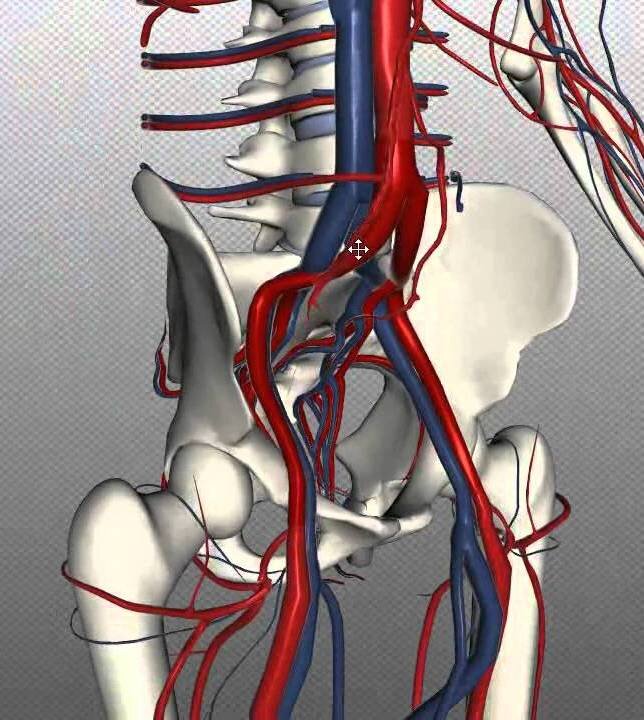 Вены таза женщины форум. Кровообращение таза. Сосуды малого таза. Кровообращение в Малом тазу. Кровообращение в тазу у мужчин.