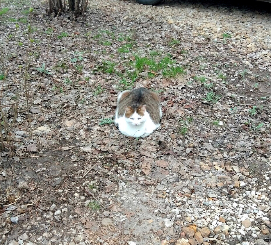 Кошка наверняка беременна