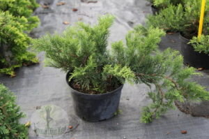 Сегодня хотелось бы поговорить о можжевельниках на садовом участке.
Можжевельники —  хвойные растения,  в природе встречаются в основном в горных районах. Существует несколько видов этого растения, сортов ещё больше.
