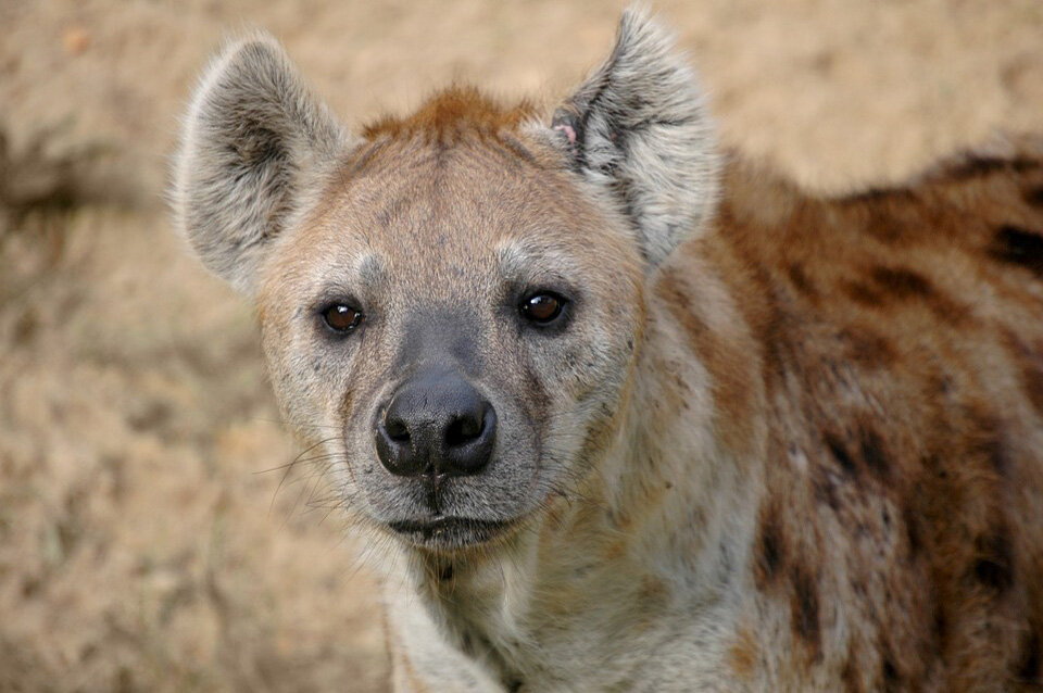 Гиена - похожа на собаку, но является кошкообразной.