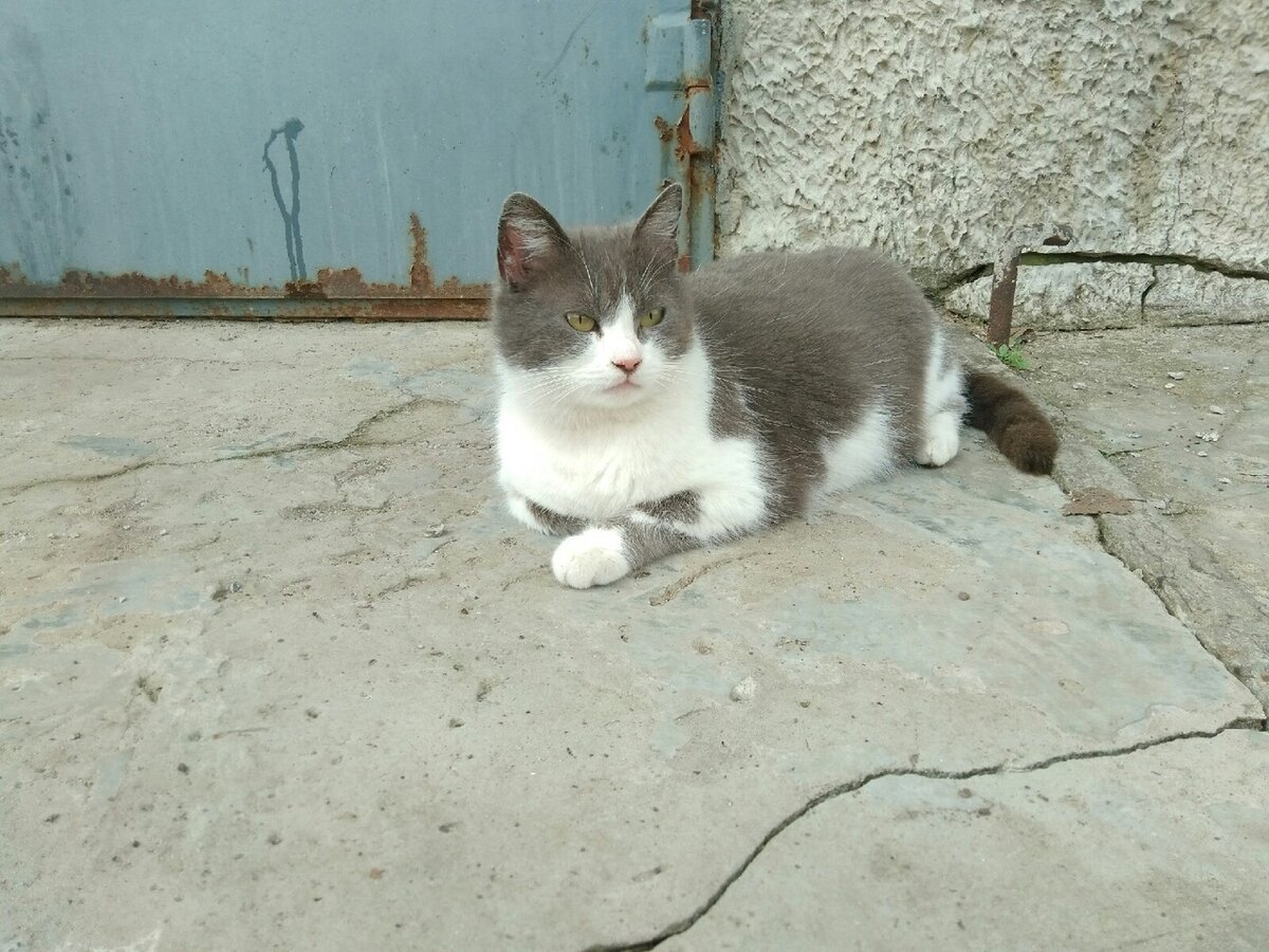 Очень хочется узнать, каким образом у кошек получается такая расцветка