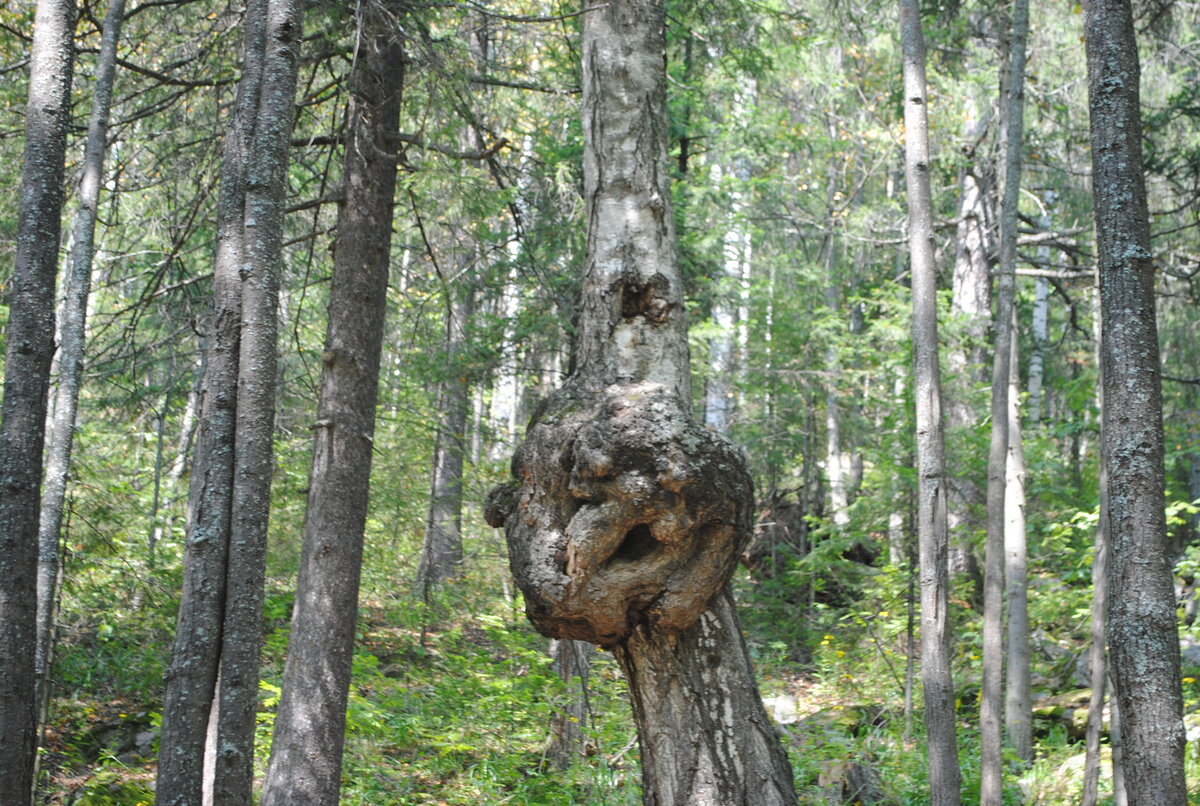 Гремучий ключ таганай фото