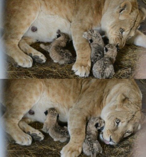 Лола с детенышами