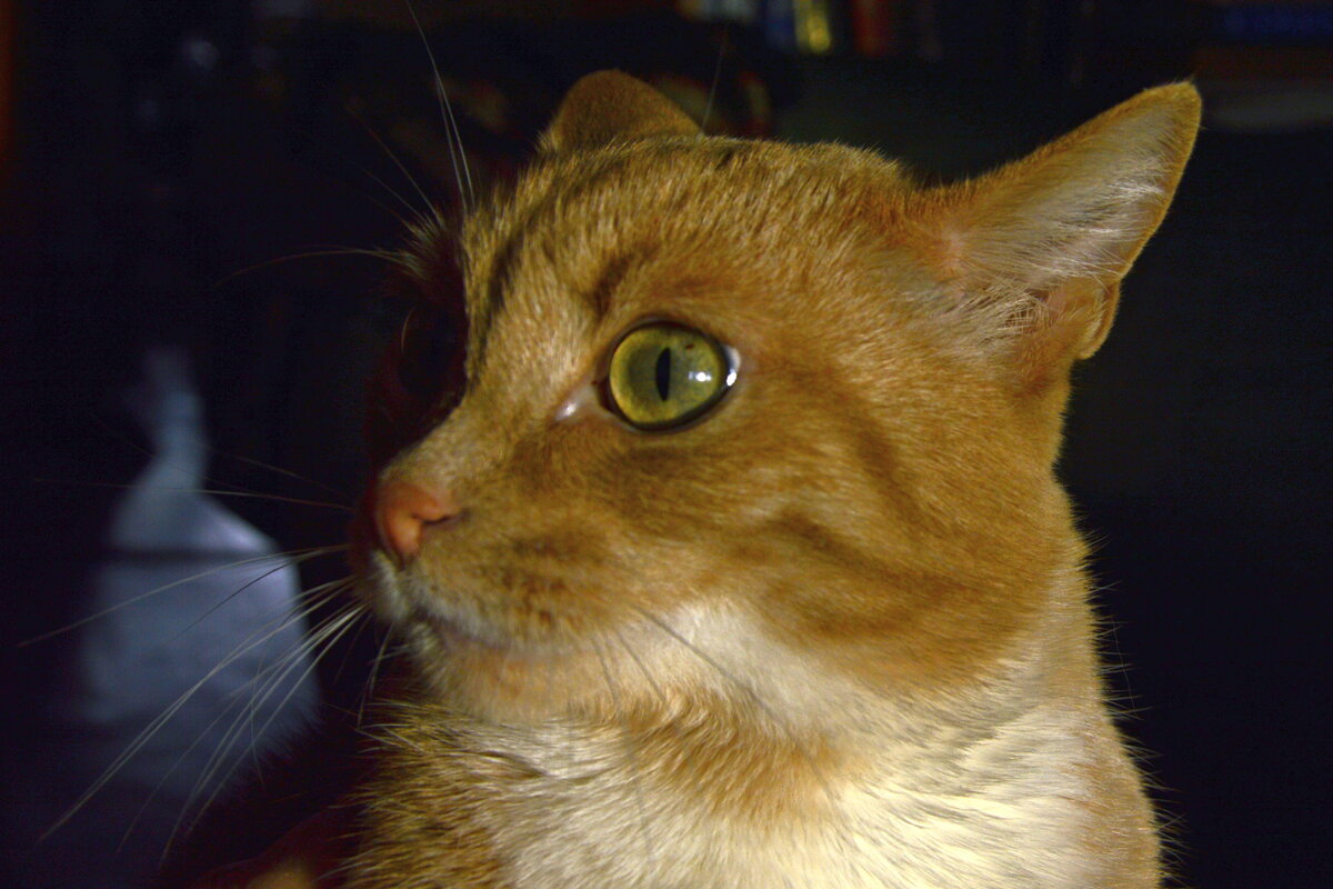 Значит, сложные вопросы беспокоят кота Космоса