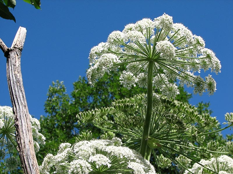 Единственный ядовитый тип - Борщевик Сосновского. Отличительные черты: Белые цветки, высокий рост и агрессивный, безумный оскал. Ненавидит всё живое.