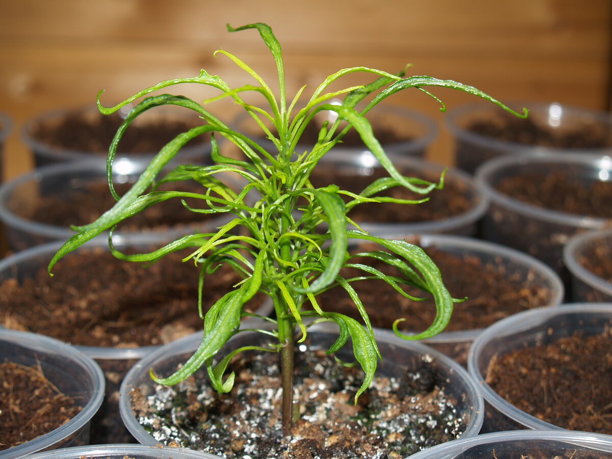 Острый перец  Candle Light Mutant 14