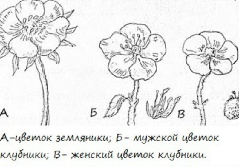 Как отличить цветы. Отличие женских кустов клубники от мужских. Мужские и женские кусты клубники. Мужские и женские цветки клубники. Мужские и женские цветки земляники.