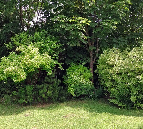 Многие кустарники в саду требуют придания формы