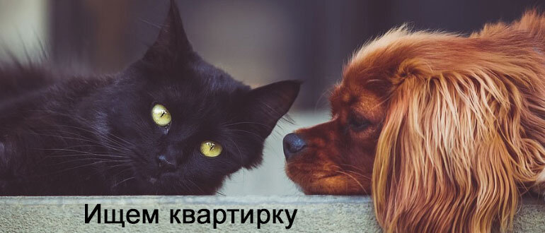 Фото по лицензии cc0