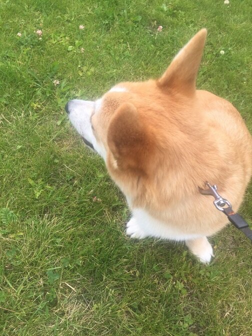 Это я, не хочу ехать к ветеринару.