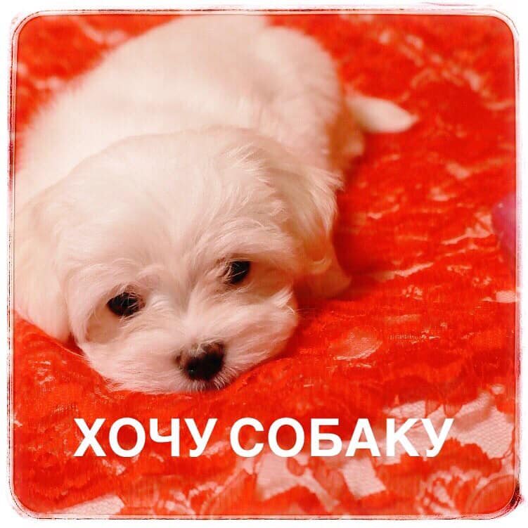 @ladygav_dogblog