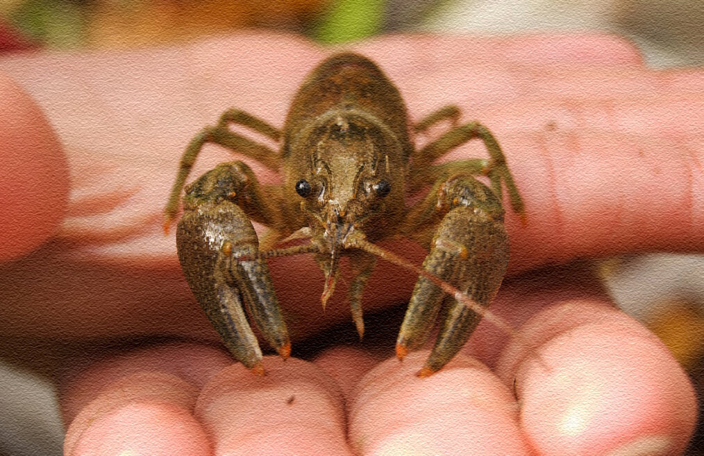 Мелкий речной рак