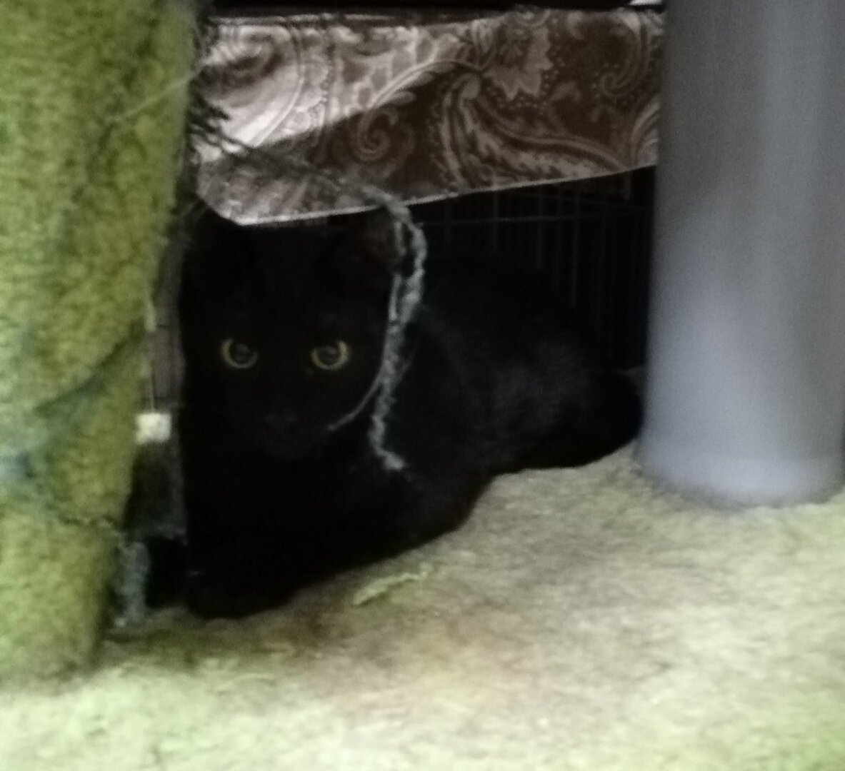 Котенок Амурчик из Банды Дворян