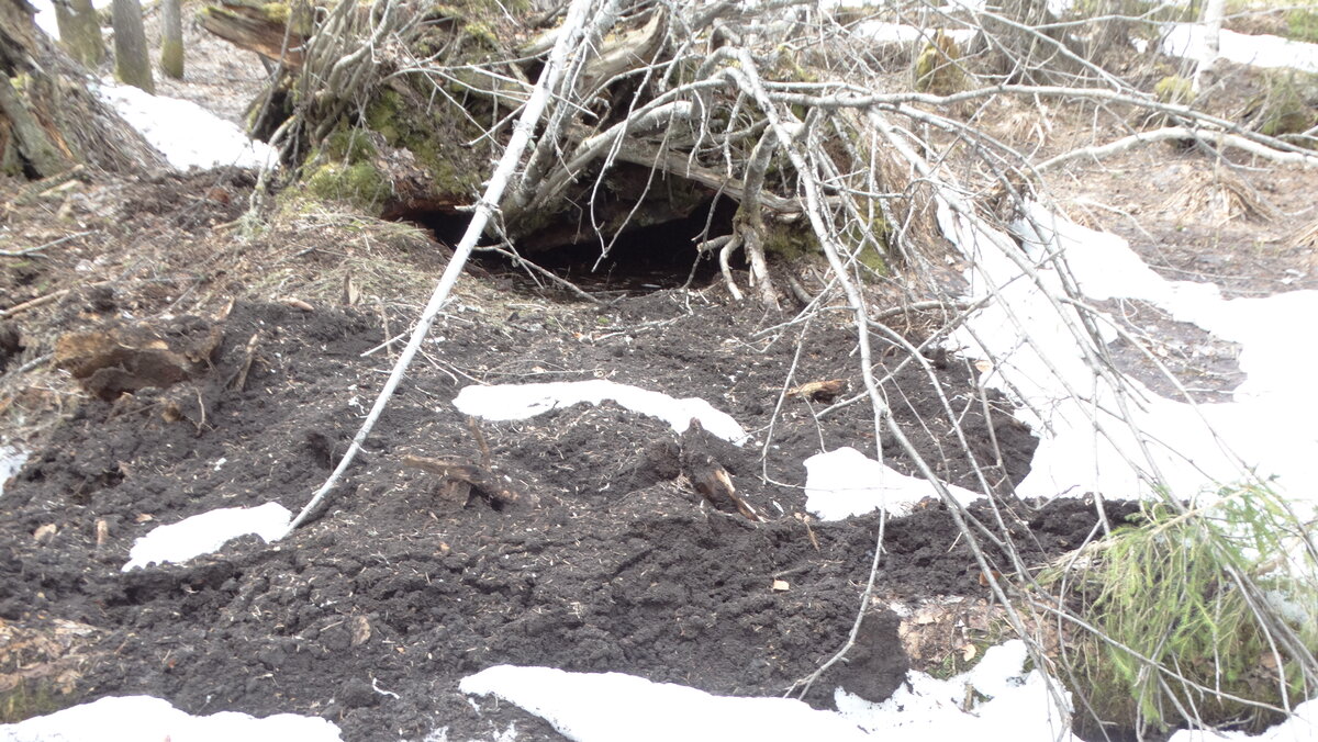 Берлога медведя после зимней спячки в мае