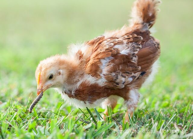 Сингамоз птиц: симптомы, лечение и профилактика