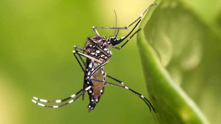 Комар вида Aedes aegypti. Фото: commons.wikimedia.org/Muhammad Mahdi Karim