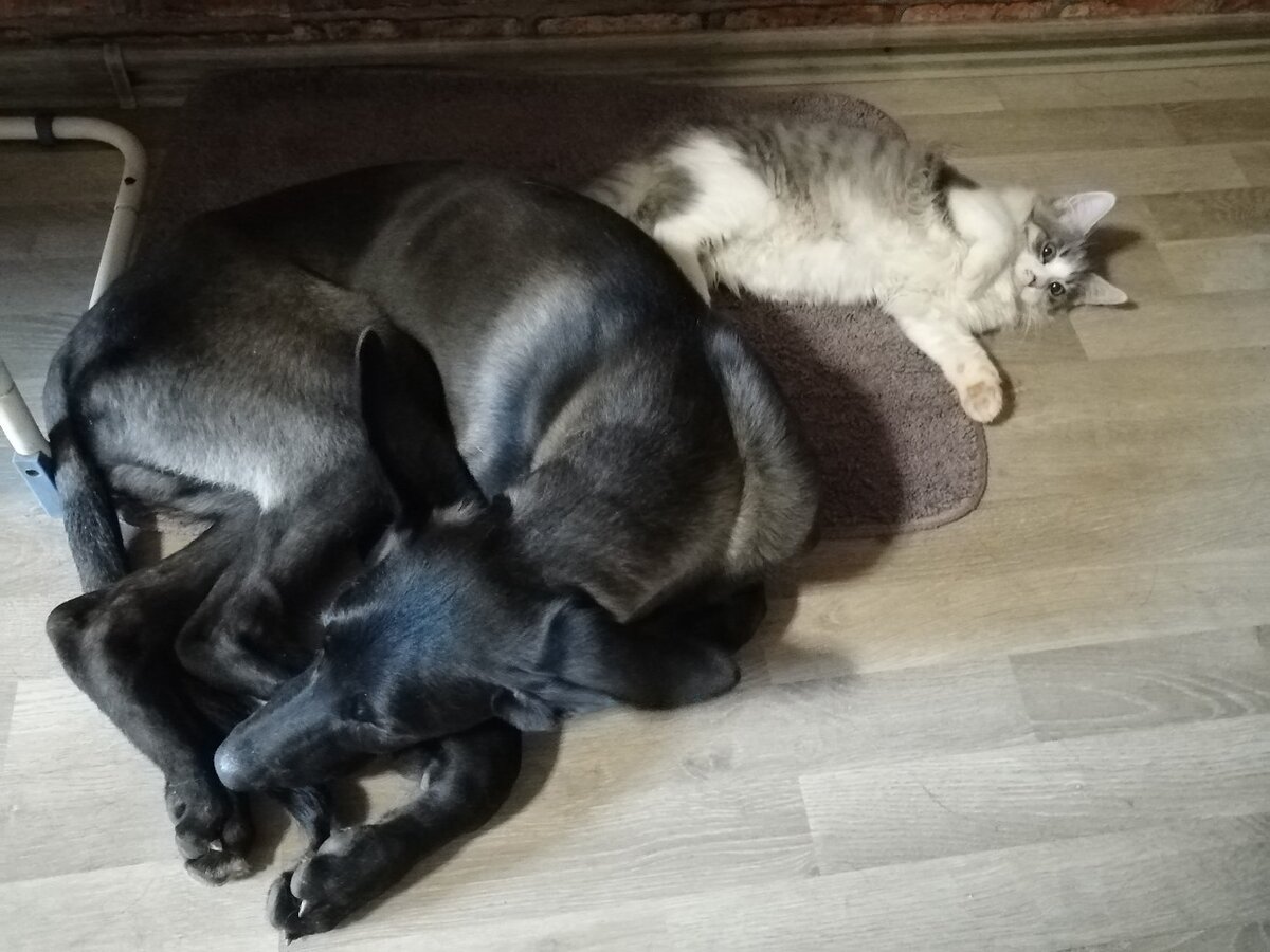 Котенок Афоня и щенок Джано из Банды Дворян