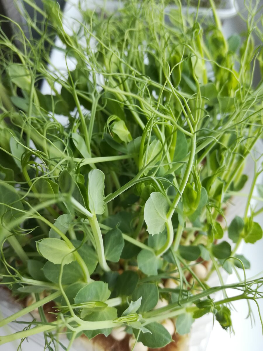 На фото микрозелень гороха кресс-афилла.
