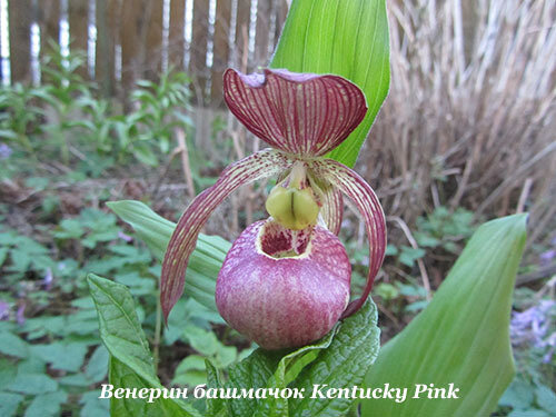Венерин башмачок Kentucky Pink